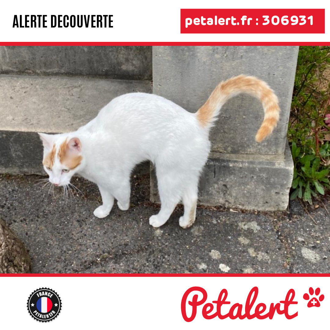 petalert_france's tweet photo. Trouvé #Chat #ValDOise #Margency #Petalert #PetAlert95 / https://t.co/mUBYvmk12n https://t.co/ThALiZxiWn