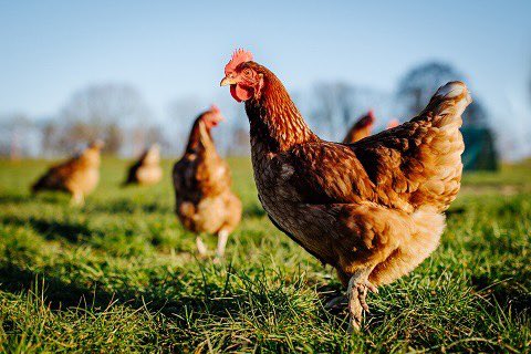 Gigi’s Ranch, un’azienda agricola biologica per la produzione di uova. Questo è il sogno di Margherita Manetti che si è realizzato grazie anche al sostegno di Fondounimpresa. Scoprite la sua storia!

#autoimprenditorialità #settoreprimario

m4.ti.ch/dfe/de/svilupp…