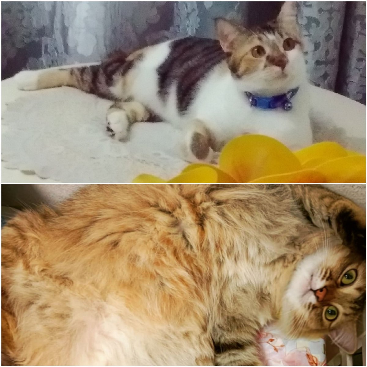 RZag72's tweet photo. @abilsuhaimi Actually i salute you Abil..i sendiri pun share makanan with my 2furr babies..kadang ayam goreng yg dia makan tak habis, i habiskan..Nabi junjungan kita pun sayang kucing..apa lah sgt kita manusia kerdil ni. 
#IamAanimalLover https://t.co/4OtrYLmHOH