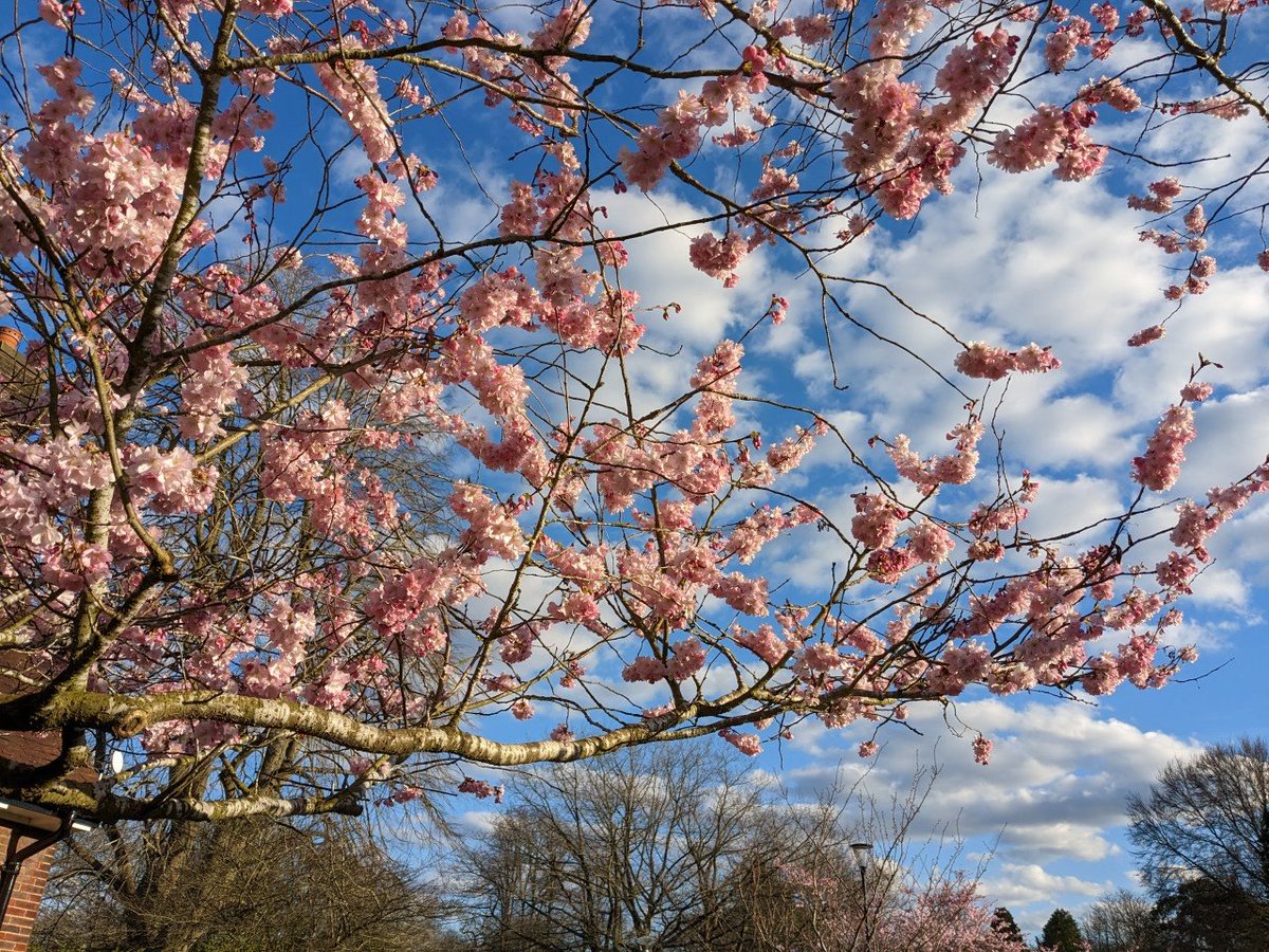 Ben Durrant (@bdurrant91) on Twitter photo The blossom is out! Hugely looking forward to a day of composition workshops with <a href="/bbcsingers/">BBC Singers</a> @RGCWbaritone <a href="/colla_voce/">Andrew Griffiths</a>. It's humbling to think of all the support we've been shown - we must fight on to secure a bright future for the arts.
#WeAreTheBBCSingers #keepsinging The blossom is out! Hugely looking forward to a day of composition workshops with <a href="/bbcsingers/">BBC Singers</a> @RGCWbaritone <a href="/colla_voce/">Andrew Griffiths</a>. It's humbling to think of all the support we've been shown - we must fight on to secure a bright future for the arts.
#WeAreTheBBCSingers #keepsinging