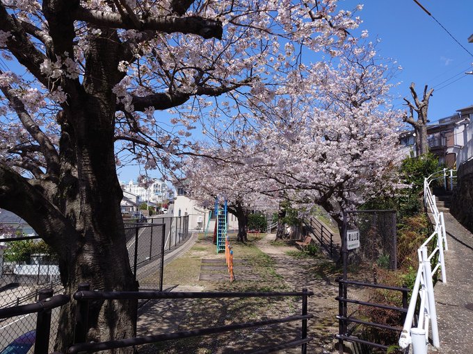 長崎市東山公園桜はそろそろのようです#色づく世界の明日から #聖地巡礼 