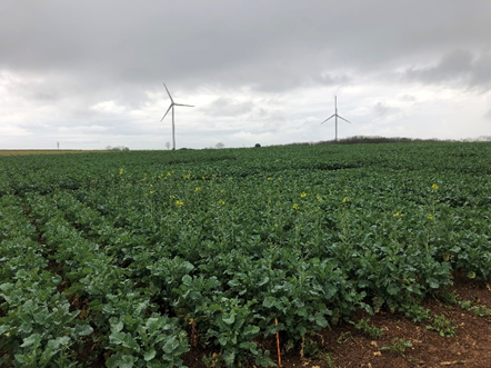 #MardiConseil
Tour de plaine sur l’essai du <a href="/CDPMagri/">CDPM</a> – Sud Vendée
➡️ Les premières fleurs d’EXAVANCE sont là et le piège à méligèthes fait déjà son effet (vs la référence du marché) !

📸 17 mars

➡️bayer-agri.fr/dekalb/comment…

#PrecoceEtFiere #PiegeAMeligethes