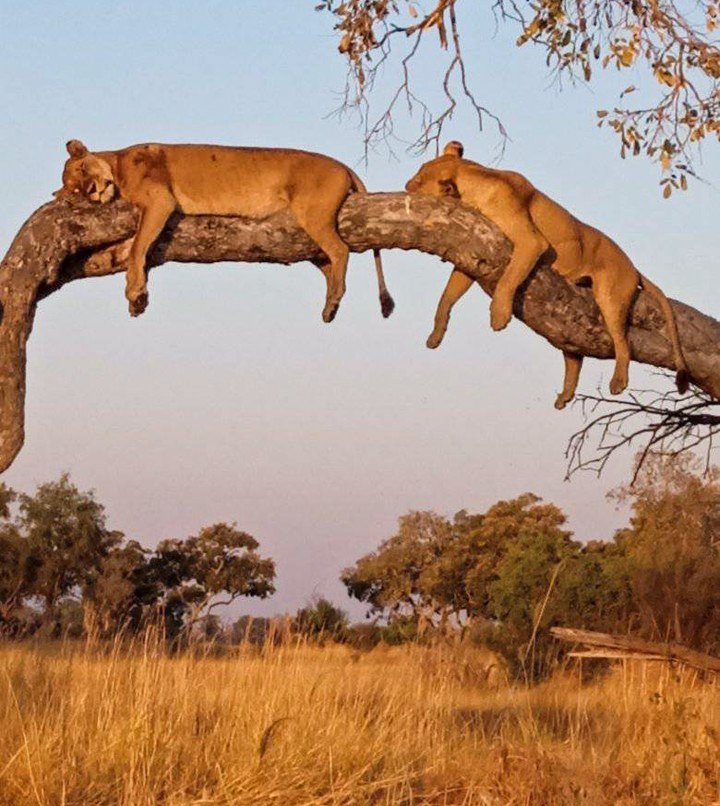 DerrickKoredo's tweet photo. A few days to #EasterInTheWild tour in Queen Elizabeth NP from 7th-9th April , Payments are still welcome .
Don’t be left out on such a beautiful adventure in the wild
Contact 0755241872 for more information https://t.co/ccqvYqvWBu