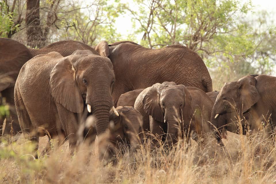 DerrickKoredo's tweet photo. A few days to #EasterInTheWild tour in Queen Elizabeth NP from 7th-9th April , Payments are still welcome .
Don’t be left out on such a beautiful adventure in the wild
Contact 0755241872 for more information https://t.co/ccqvYqvWBu