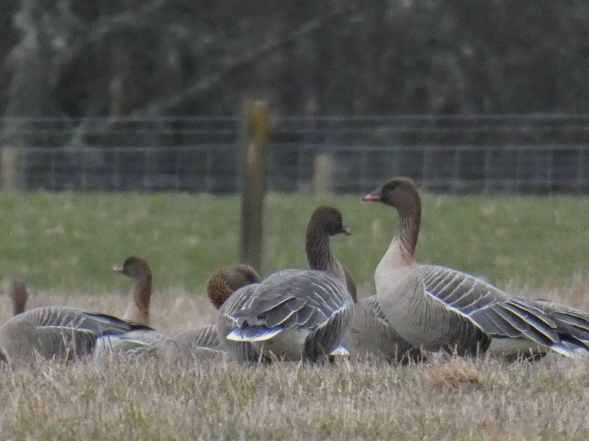 gardenbirder1's tweet photo. Pinkfeet before breakfast, a flock of 220+ feeding above Loch Insh this morning with a couple of Greylags. Seen during the #ExeterRewilding fieldtrip.
@UniExeCEC @StuBearhop @McIntosh_Aimee @daveinnature https://t.co/RHR0m7i77M