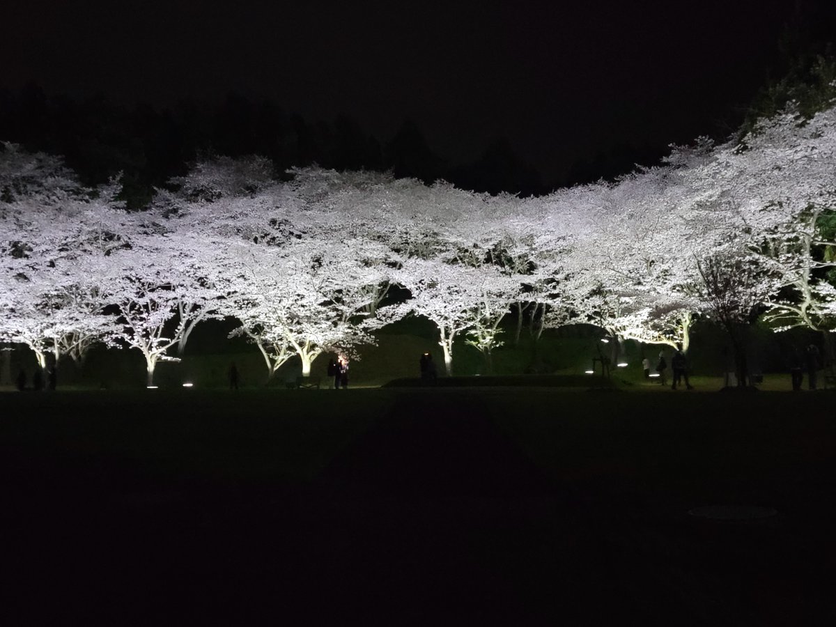 isozumisetsubi's tweet photo. 桜満開です🌸 https://t.co/VPVpJE30qZ