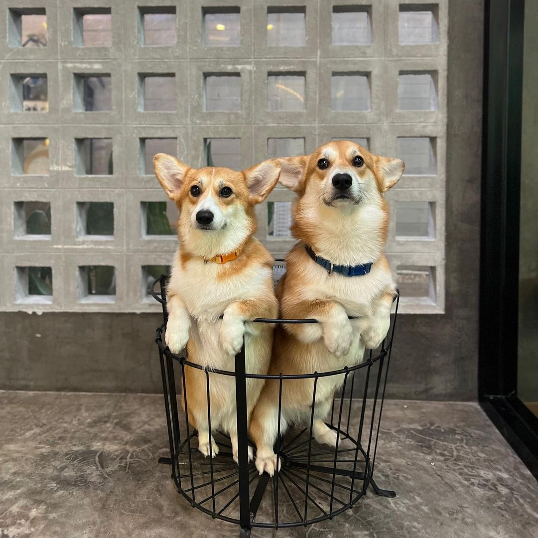 Rate this cuteness out of 10? ✨💖

#corgi #corgilovers #corgi #dog #corgis