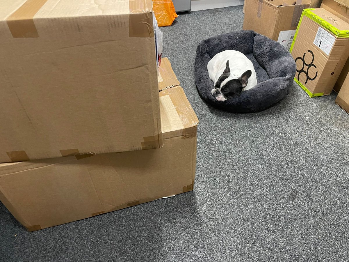 Bruce guarding our latest delivery of spring/summer stock!

Looking forward to getting it unpacked and out in the shop 😀.

#ss23 #bromsgrove #mensfashiontrends