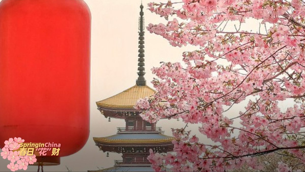 CGTNGlobalBiz's tweet image. Cherry trees, surrounded by greenery, are in full blossom in Wuhan City, allowing residents to relish outdoor activities and travelers to take photos. #SpringinChina #cherryblossom