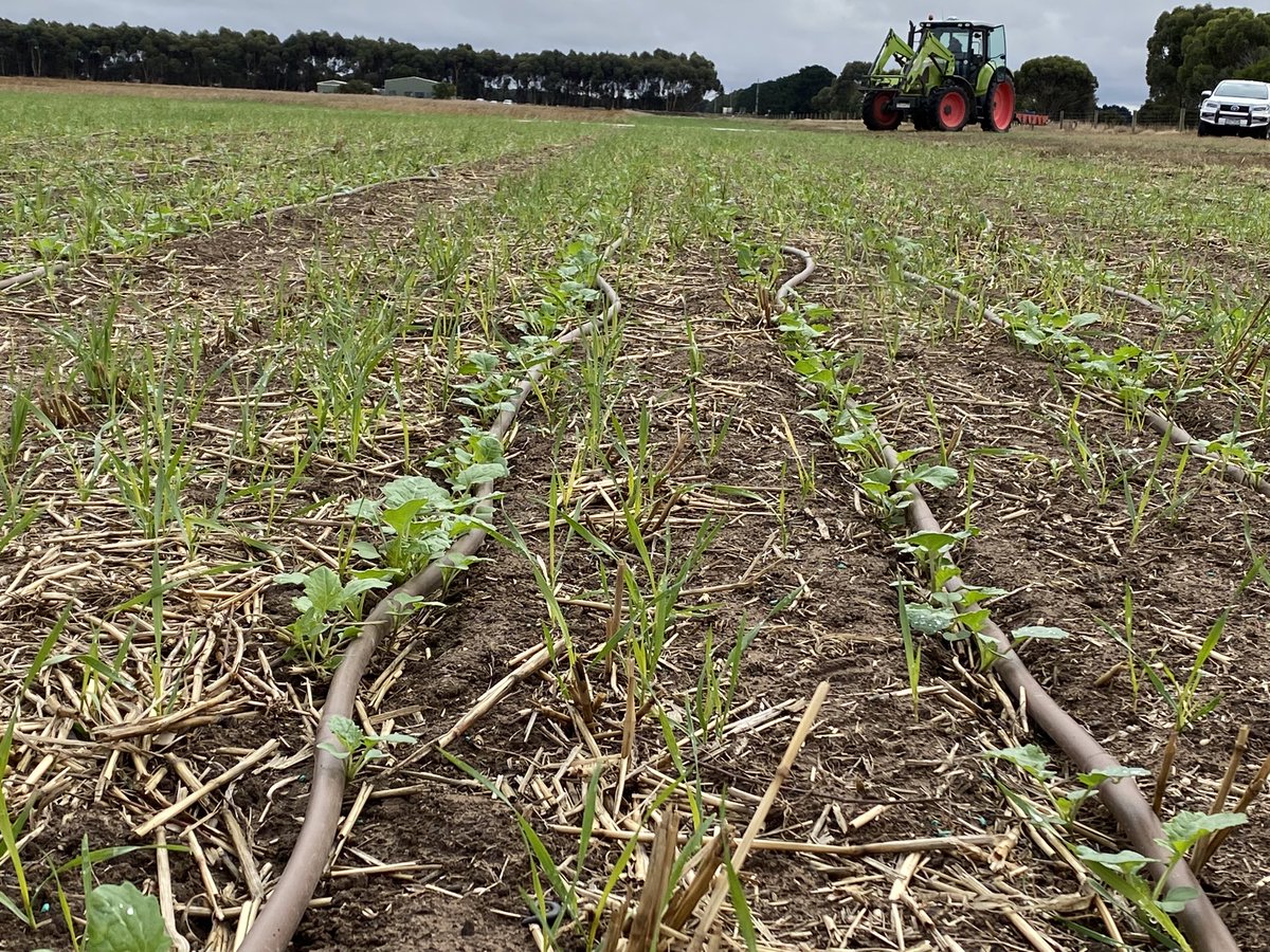 CaptainCanola's tweet photo. Fantastic effort by @SouthernFS @audrey_gripper to establish @PacificSeeds 2023 Hyola Winter Canola #Agronomy, #Phenology, #Grazing, #Nresponse & #Extension Trial, Inverleigh Vic. Local scientific research benefiting growers & advisors. @AgroJAK @danrollsroyce @hurgl @AgingAgro https://t.co/stf7bujmFi