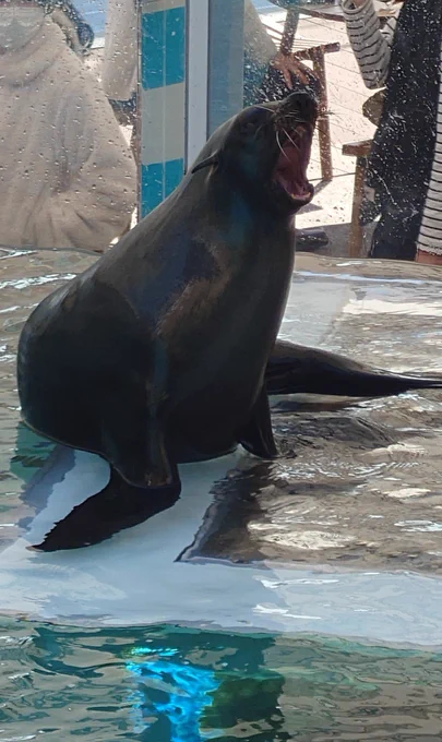 水族館行ってきた(*`・ω・') 