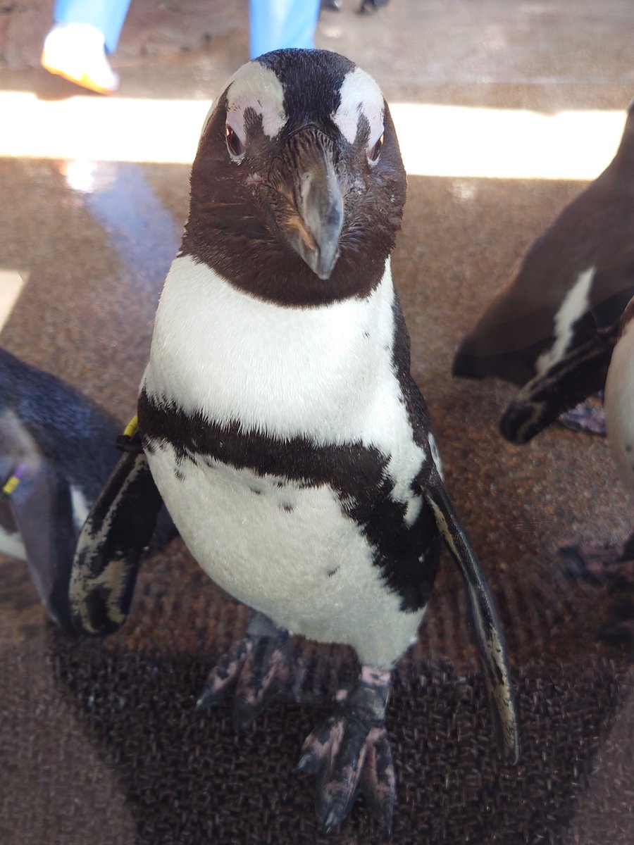 「水族館行ってきた(*`・ω・') 」|蒼八汐のイラスト