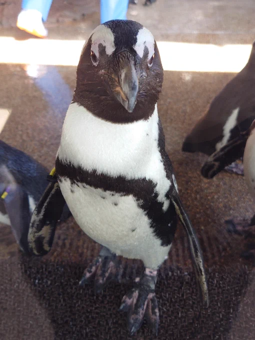 水族館行ってきた(*`・ω・') 