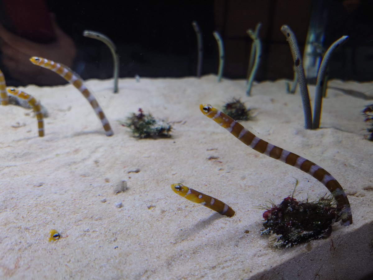 「水族館行ってきた(*`・ω・') 」|蒼八汐のイラスト