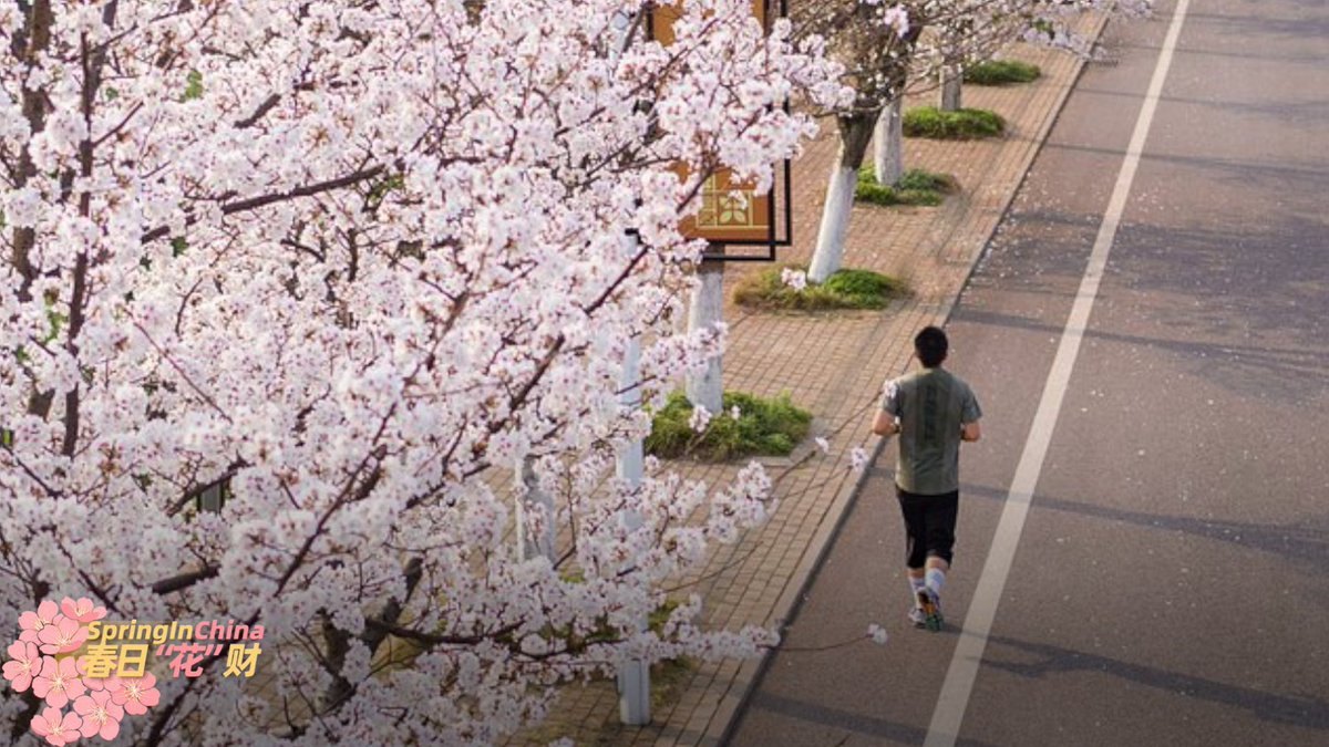 CGTNGlobalBiz's tweet image. Cherry trees, surrounded by greenery, are in full blossom in Wuhan City, allowing residents to relish outdoor activities and travelers to take photos. #SpringinChina #cherryblossom