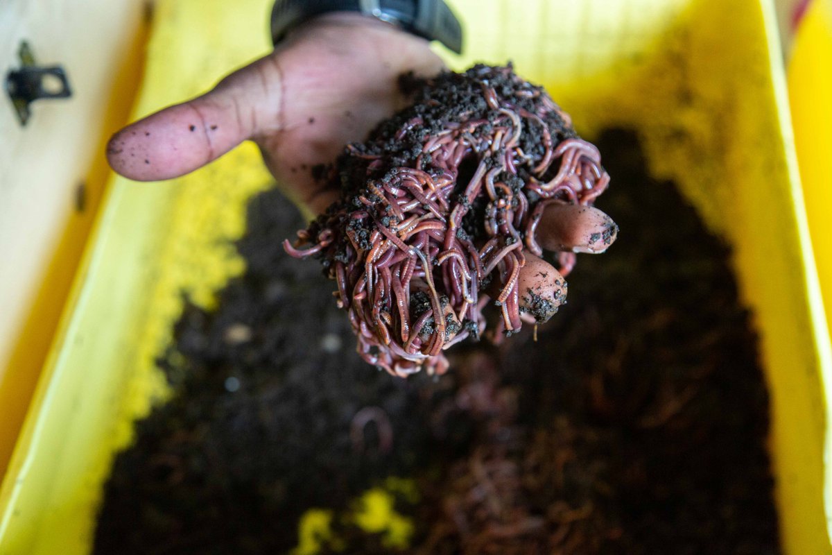 It also provided space for #regenerative agri-businesses, and recipients of REALMS grants, to showcase their innovations, including using insects and other living microorganisms to make organic compost. <a href="/goldeninsectrw/">goldeninsectrwanda</a>