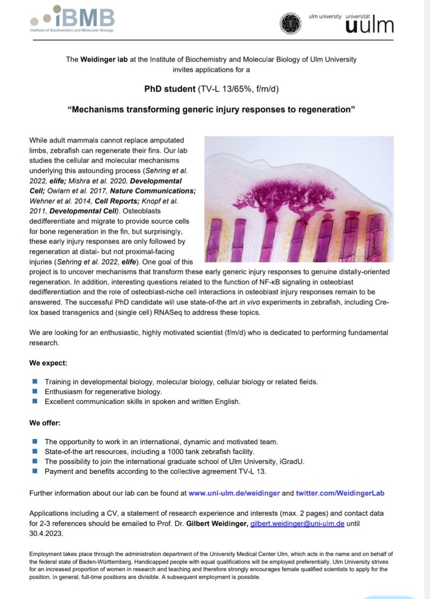 Our lab is hiring! We are looking for a highly motivated PhD student to join our amazing team! Please RT! #zebrafish #regeneration #fin