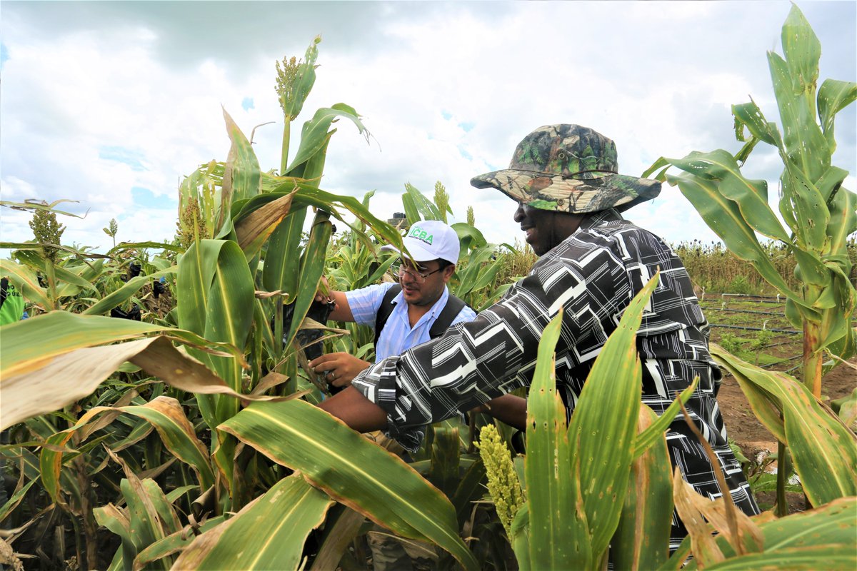 ICBAAgriculture's tweet photo. Under the #RESADE project, a five-day hands-on training workshop was organized recently by #ICBAAgriculture in Mozambique for 15 👨🏿‍🔬 researchers, agricultural engineers and technicians, and extension specialists. https://t.co/rPcSqiHDOz