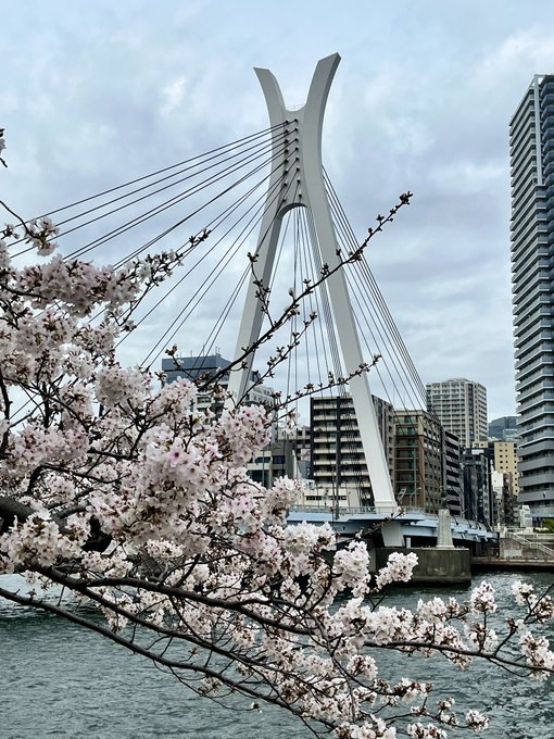 隅田川沿いは桜の開花が遅かったので、今週でもこの状態🌸曇り空なのが残念だけど。中央大橋を見ると、3月のライオンを思い出す