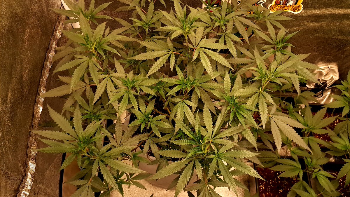 Stock_THC's tweet photo. Deluxe sugar cane  In-house genetics https://t.co/CGwJW60X2A