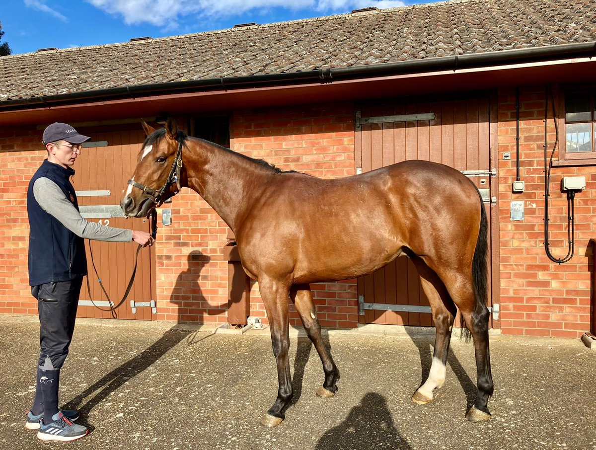 Star Of Jupiter has returned to @H_Eustace after a short break, he looks fantastic & we are excited to follow his progress. He is apart of our MicroShare and it isn’t too late to get involved. £150 one off payment covering 4 horses. Get in touch for more details 🏇🏽.