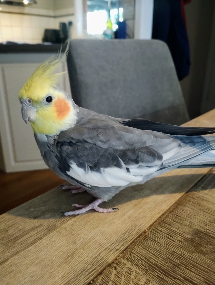 StinkyCockatiel's tweet photo. Hey everybirdy, I was thinking, how good do I look on camera..! https://t.co/iNQx2eG2DL