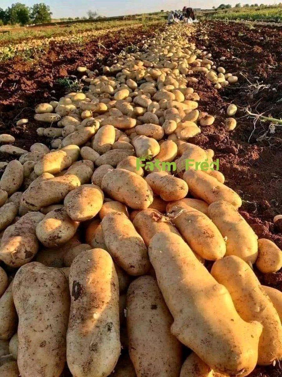 Fredmunene_'s tweet photo. Put the farmer at the center and Africa will feed the world.
#Foodsecurity
#GLOBALGAPTourKenya https://t.co/uuJEgrz850