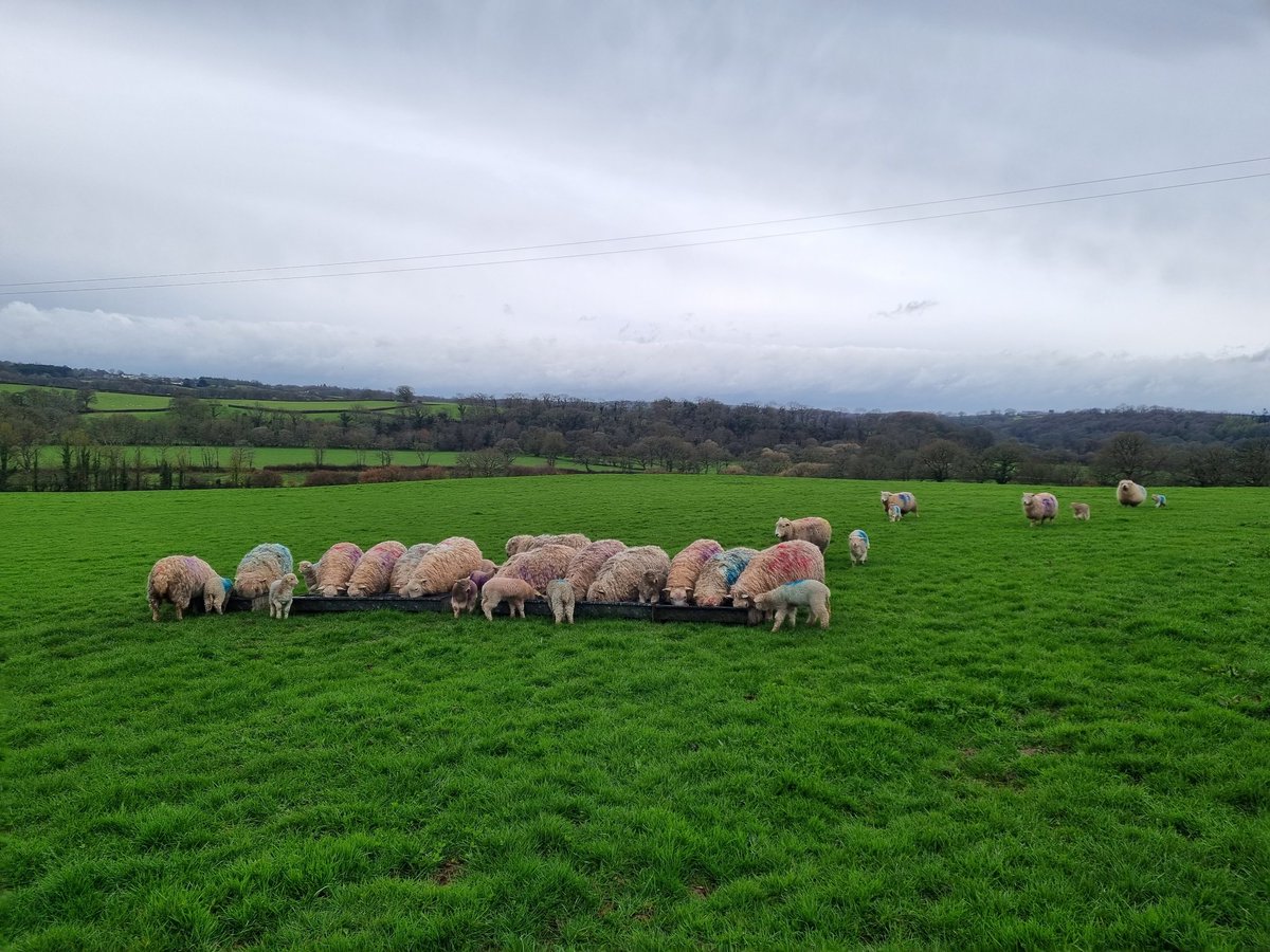 LucieGarland's tweet photo. Gorgeous early morning v(ewe)s at @NethercottHouse today! https://t.co/UXCwKCt756