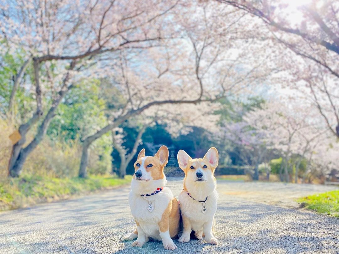 Lovely❤️🥰🦮
#CorgiSwarm #corgi #corgis #corgipuppy #corgisftw #corgisrule #corgismile #corgisgonnacorg  #corgination #corgilove #corgicommunity #corgilife #corgiaddict #corgiplanet #corgiworld #corgibutt #corgilover #corgilovers #corgifeed #corgipuppies #corgidog #corgismile