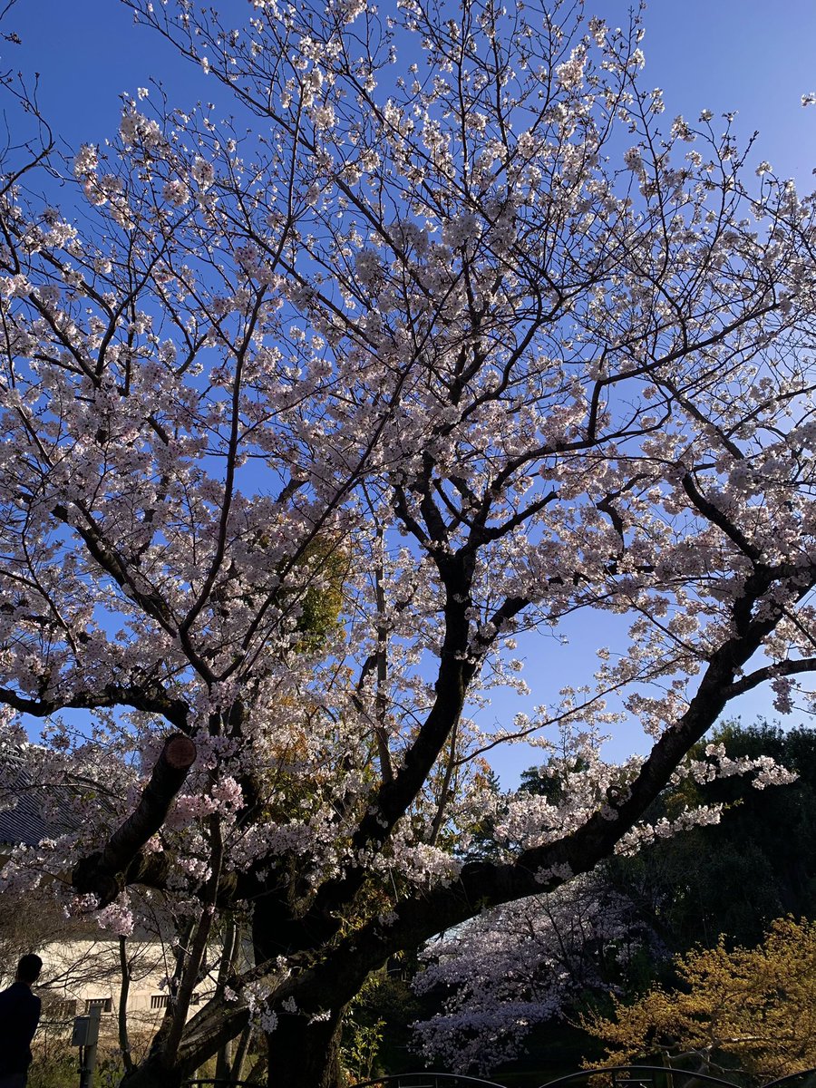 「桜見てきた さくらさくら 綺麗ですねえ…… 」|田村部 尊☀のイラスト