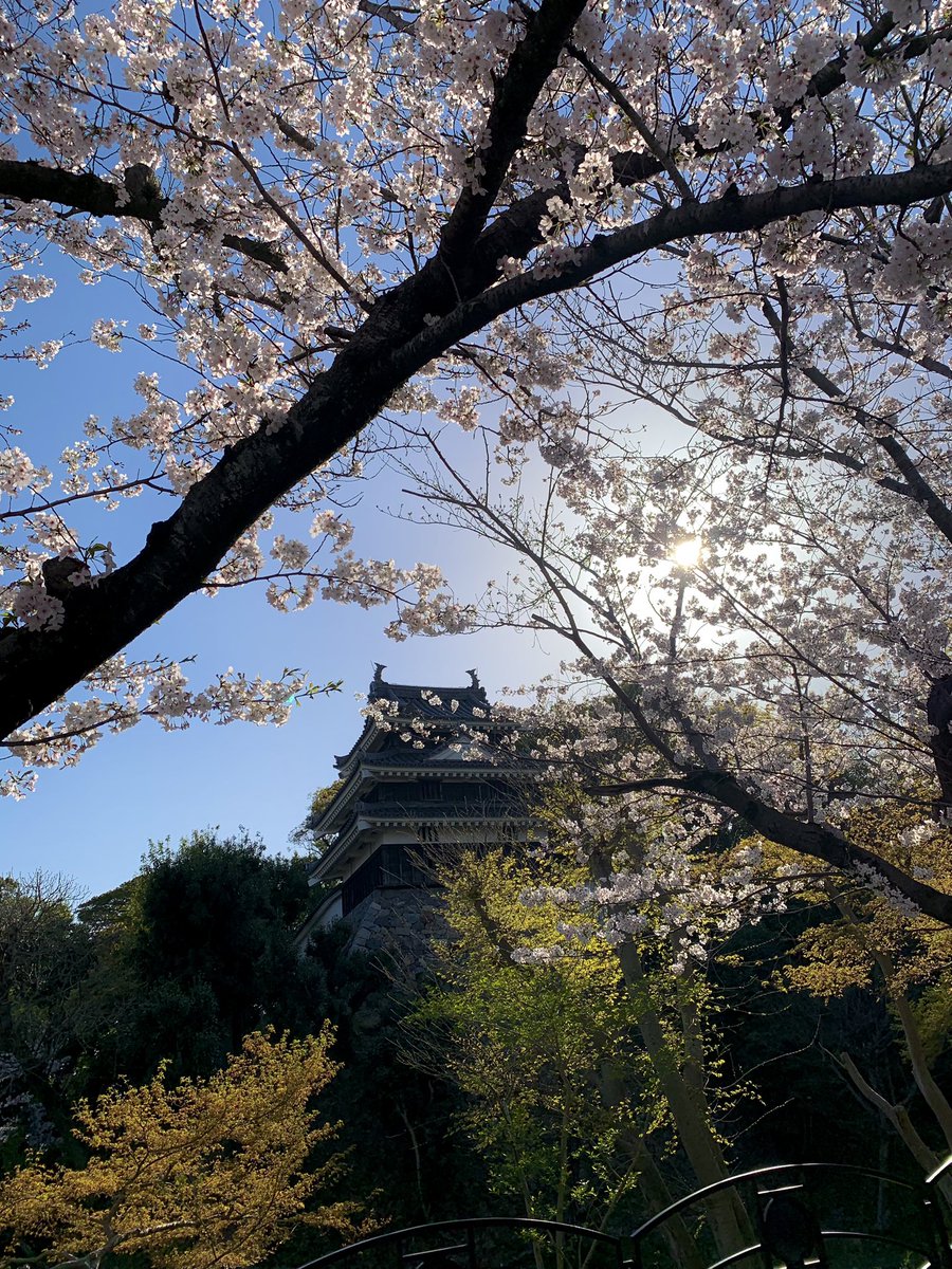 「桜見てきた さくらさくら 綺麗ですねえ…… 」|田村部 尊☀のイラスト