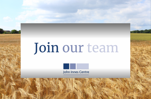 VACANCY - We're looking for a Wheat Transformation Lead with experience in wheat transformation & gene editing to join us, working on cutting-edge science in the field of Crop Genetics okt.to/5TJGiM Closing date - 30 March 2023 Contract - 5 years, full-time