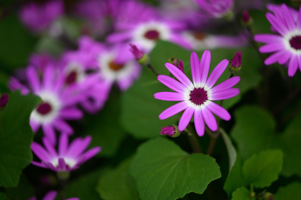 VanHage's tweet image. Senetti like to be planted in a sunny, sheltered spot but are sensitive to the cold. Keep an eye on the weather forecast and take measures to protect from frost if necessary. Ideal for beds, borders and containers. 

#beddingplants #springplants #gardening #garden #flowers