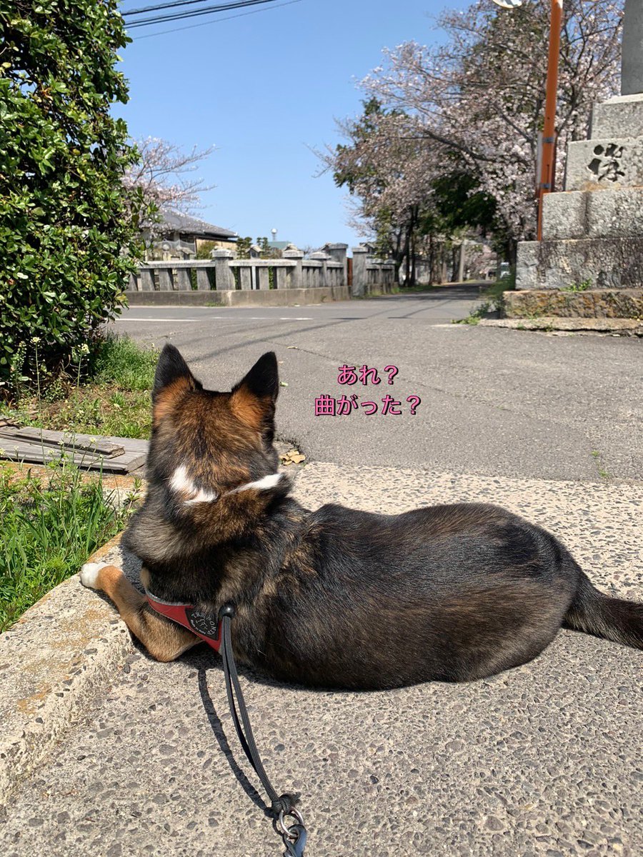 yappo339's tweet photo. 可愛いと
言われ待ちを
するにこる
#雑種犬 #保護犬 https://t.co/wGRc3rsLVZ