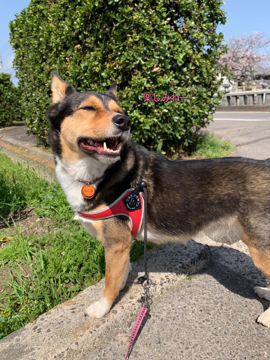 yappo339's tweet photo. 可愛いと
言われ待ちを
するにこる
#雑種犬 #保護犬 https://t.co/wGRc3rsLVZ