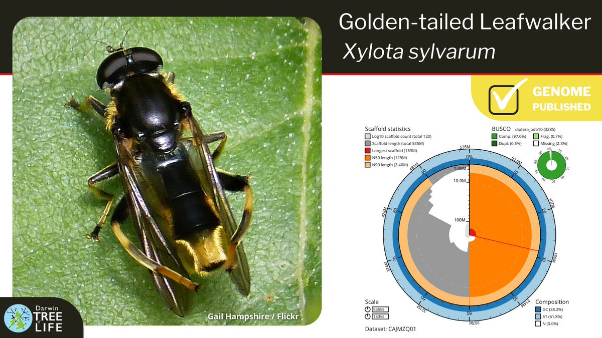 Our latest #DarwinTreeOfLife #GenomeNote: the Golden-tailed Leafwalker (Xylota sylvarum) 🐝 Thanks to @Liam_M_Crowley @GenomeWytham @OxfordBiology @nashalselection @EarlhamInst @NHM_Science @SangerToL 🧬 📑Read more @WellcomeOpenRes: wellcomeopenresearch.org/articles/8-133