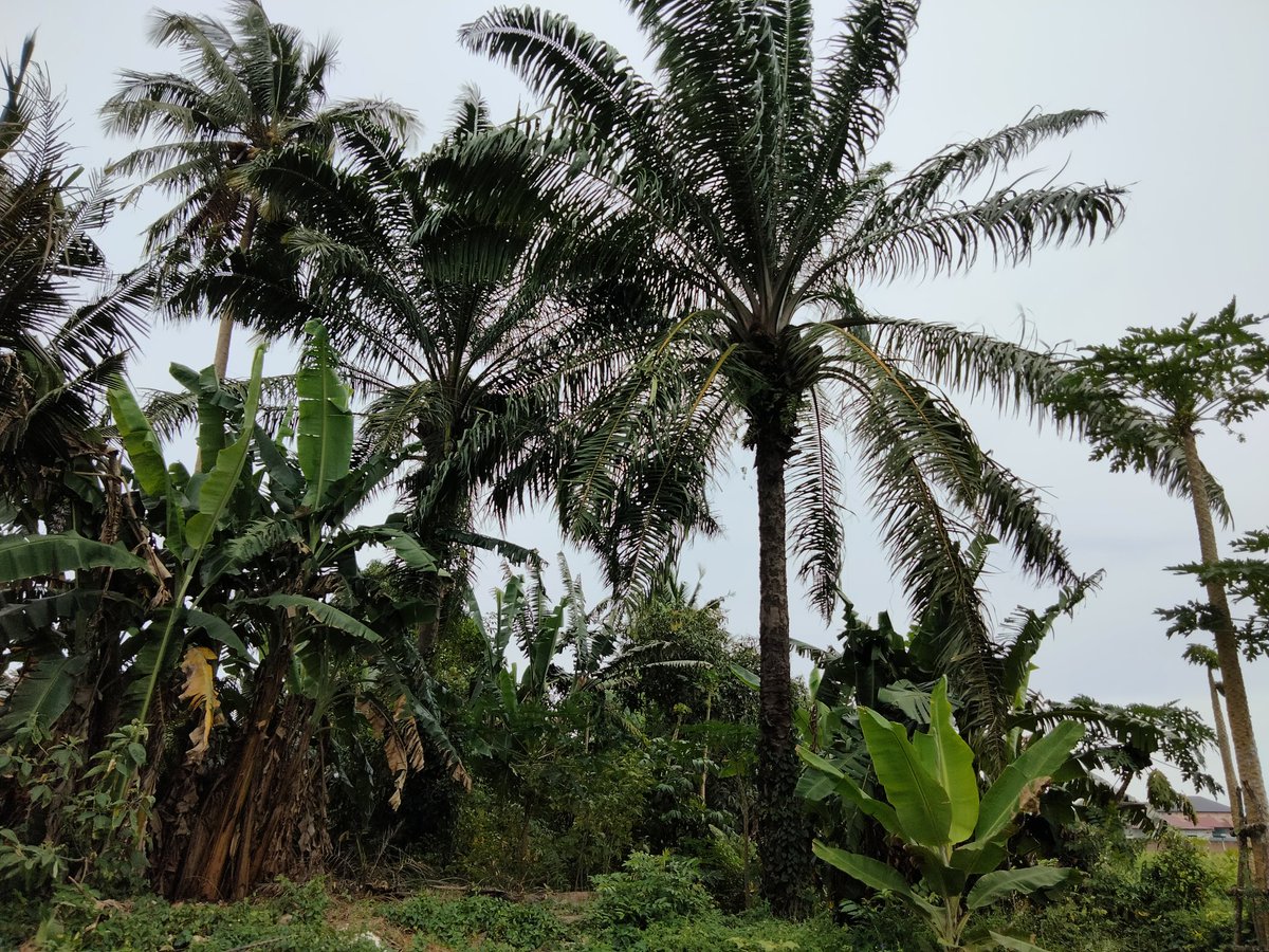 this is a view of the view behind the house, it looks like a palm tree that is so high towering with its current new tree.
#iweb3 #krsuccess