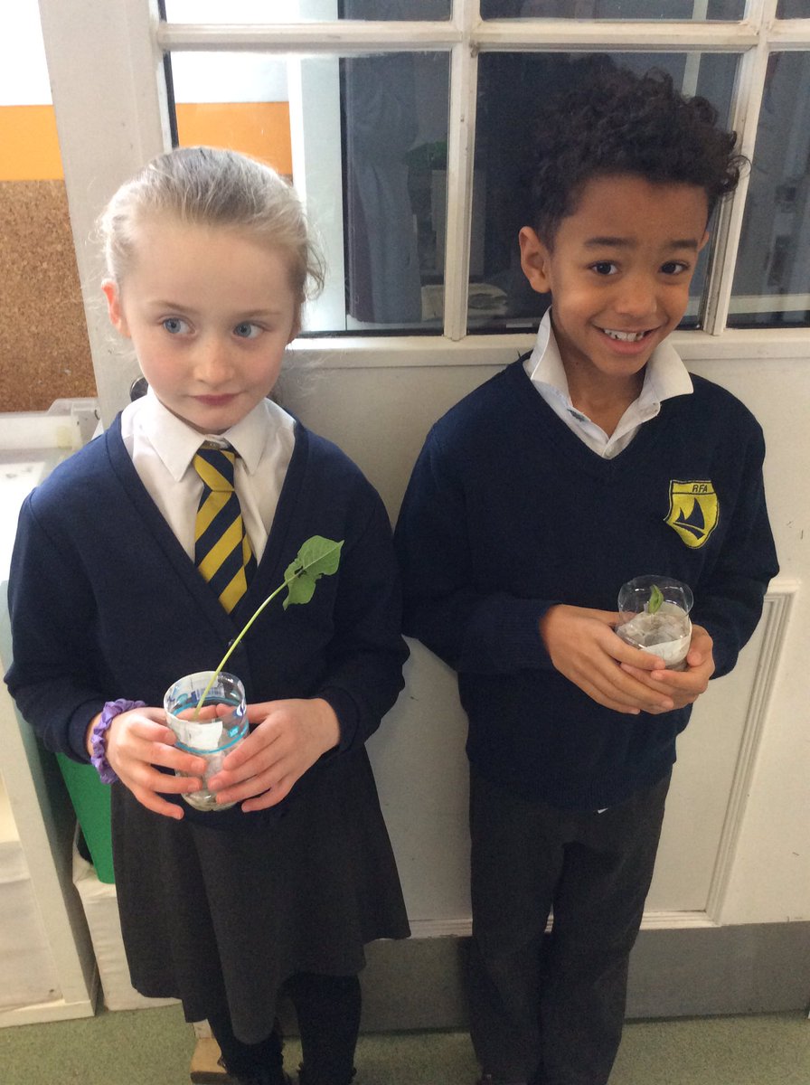 RFitzroyAcademy's tweet photo. #mandarinclass planted runner beans last week as part of their #plantsurvival #scienceatrfa topic. Look at how much theyโve grown! @Cornerstonesedu https://t.co/5JoKIVIM2a