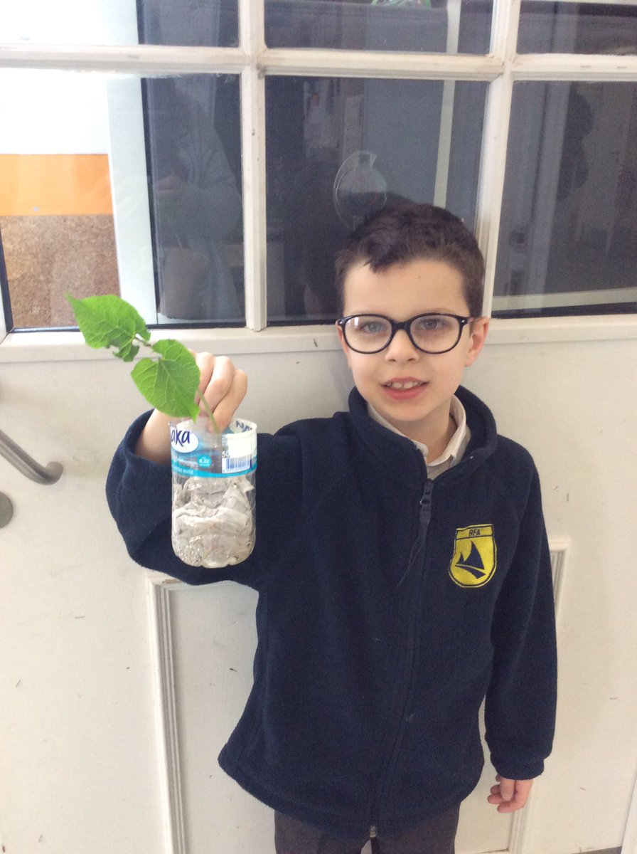 RFitzroyAcademy's tweet photo. #mandarinclass planted runner beans last week as part of their #plantsurvival #scienceatrfa topic. Look at how much theyโve grown! @Cornerstonesedu https://t.co/5JoKIVIM2a