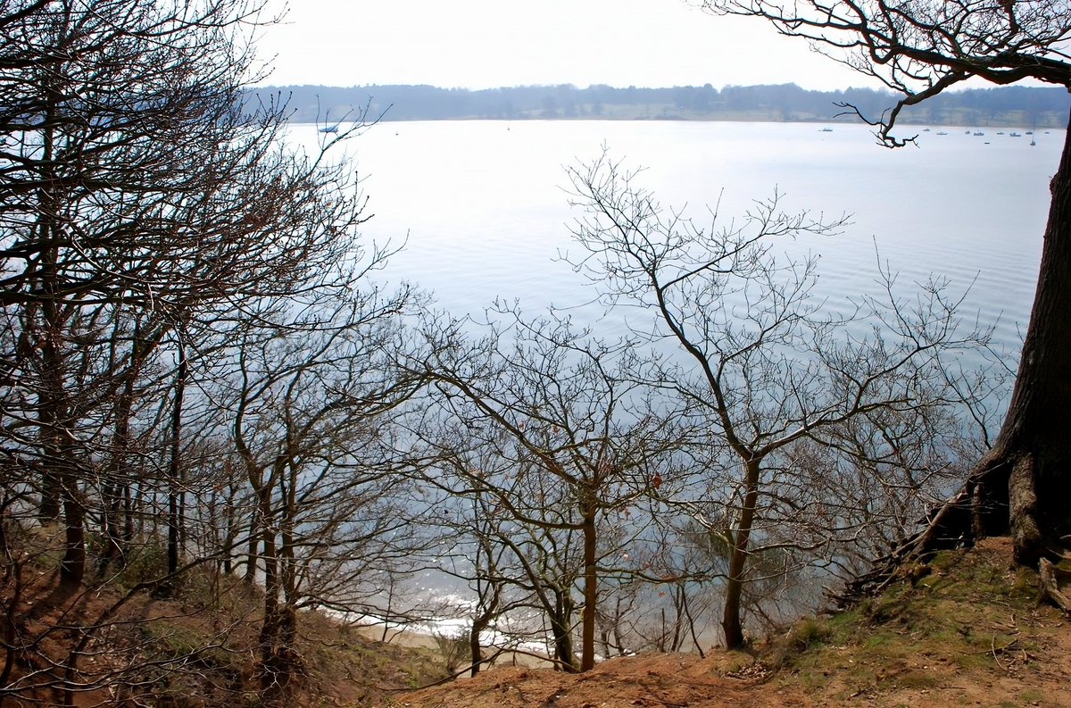 TheSuffolkMan's tweet photo. #thicktrunktuesday @keeper_of_books frpm #BridgeWood overlooking #RiverOrwell #Suffolk https://t.co/9jJ4huDzv7