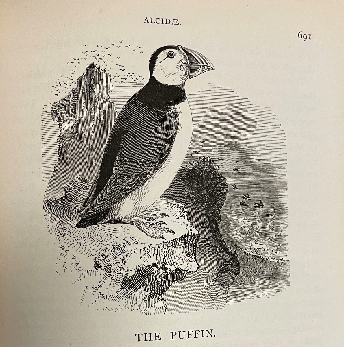 thembauk's tweet photo. March is huge for the migration of marine birds like Puffins, guillemots, razor bills and gannets who are returning to their breeding colonies on rocky cliffs across the UK!
Did you know that @DASSH also archive bird studies? #Birds #BirdData #BirdWatching
#MBAData https://t.co/PyQef3Bdhi