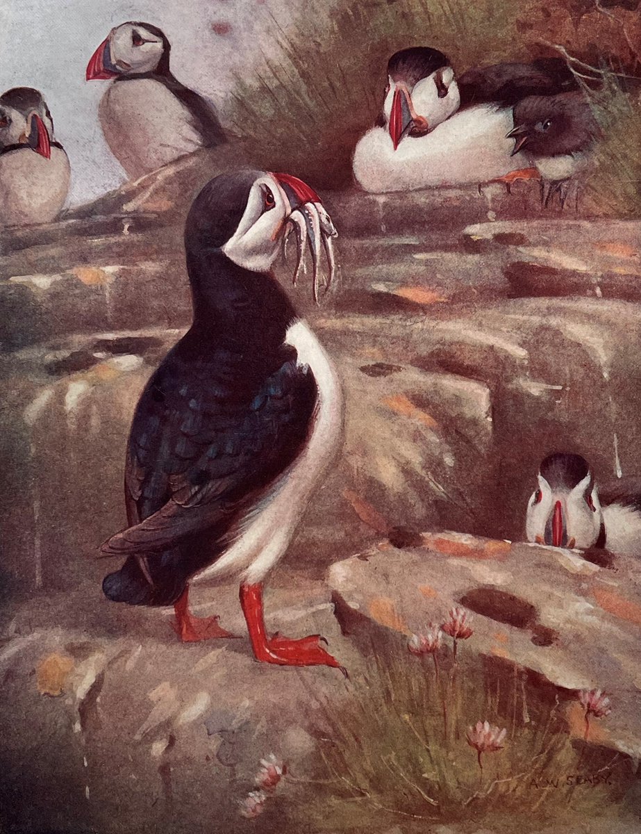 thembauk's tweet photo. March is huge for the migration of marine birds like Puffins, guillemots, razor bills and gannets who are returning to their breeding colonies on rocky cliffs across the UK!
Did you know that @DASSH also archive bird studies? #Birds #BirdData #BirdWatching
#MBAData https://t.co/PyQef3Bdhi