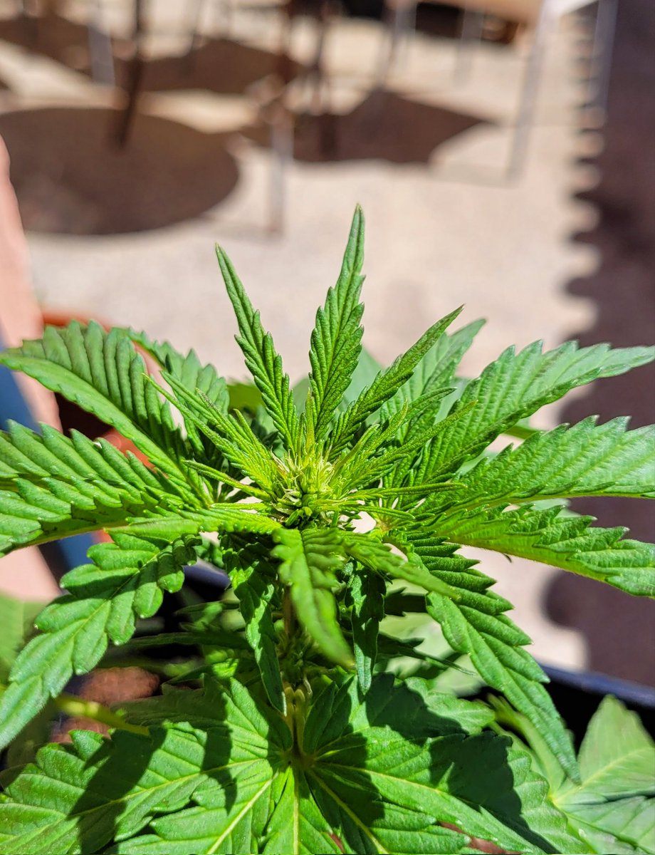 RaulSantos1981's tweet photo. #BuenosDiasATodos
Amanece soleado con marejada Estado 3 y Viento flojito del ESE.
#LemonOGCandy comienza la preflora. @PhiloSeeds 🔅🔆
#CannabisCommunity #28Mar https://t.co/yLzS5eFbhg