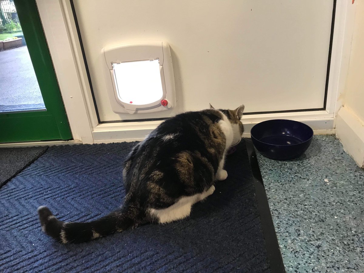 OutwoodsCat's tweet photo. Iโm sure some of my friends remember catflapgate - when I had my own VIP door installed in the school & refused to use it (long video below).
Well, now weโve got the sequel, Iโve had a new flap put into my favourite classroom - let the fun begin!
#cats #catsoftwitter #Hedgewatch https://t.co/P7uTc1Qyqy