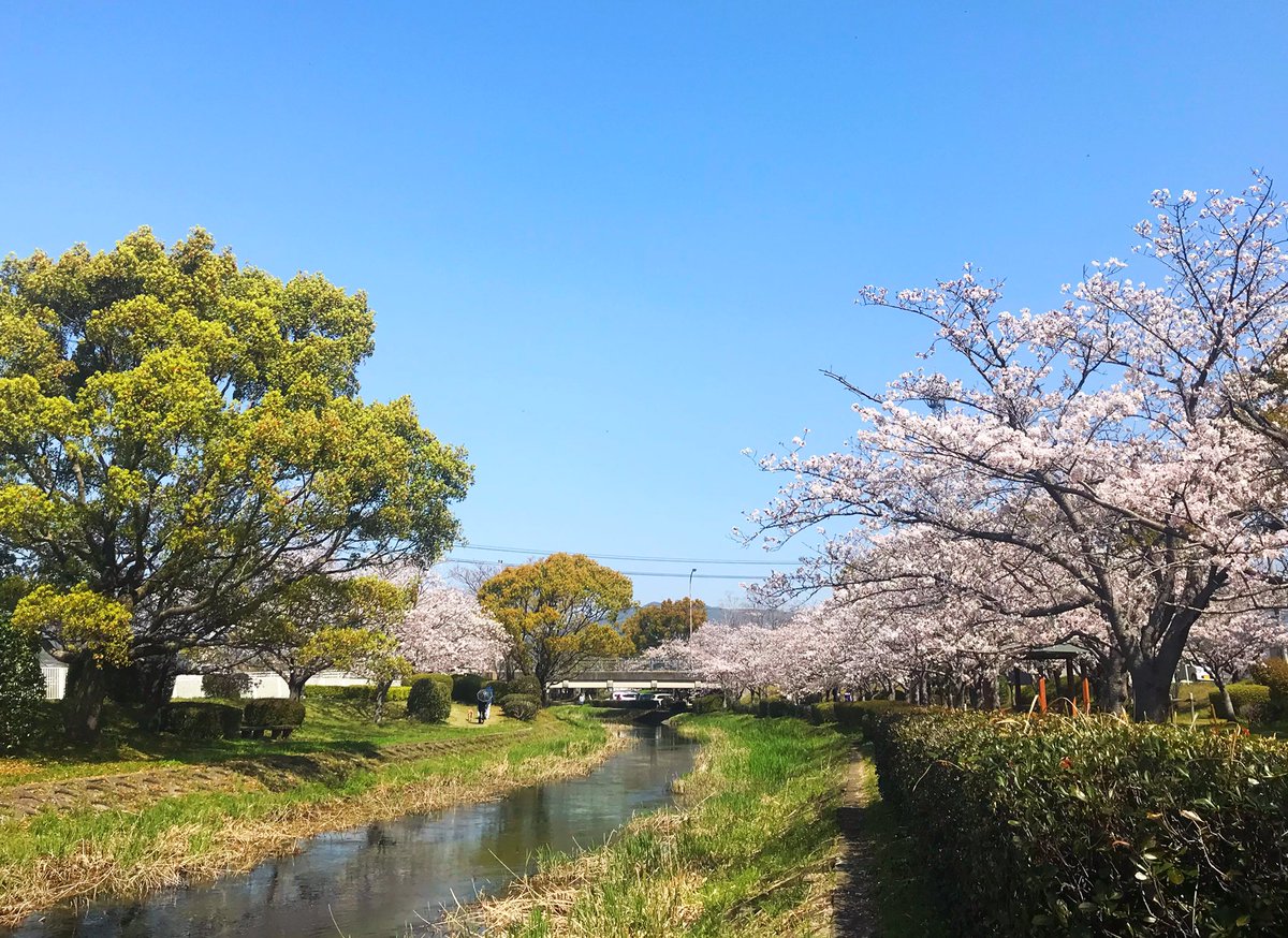 38sun3's tweet photo. こんにちは😃
今日はお隣りの佐賀へ🌸を探しに行きました♪
どこも見ごろです🌸🌸🌸 https://t.co/WPqjgGe6ZN