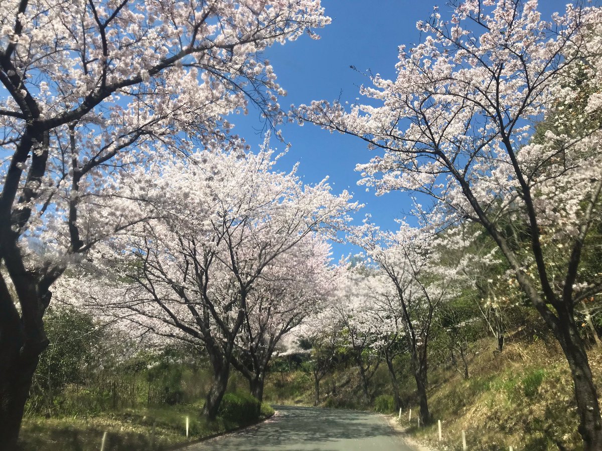38sun3's tweet photo. こんにちは😃
今日はお隣りの佐賀へ🌸を探しに行きました♪
どこも見ごろです🌸🌸🌸 https://t.co/WPqjgGe6ZN