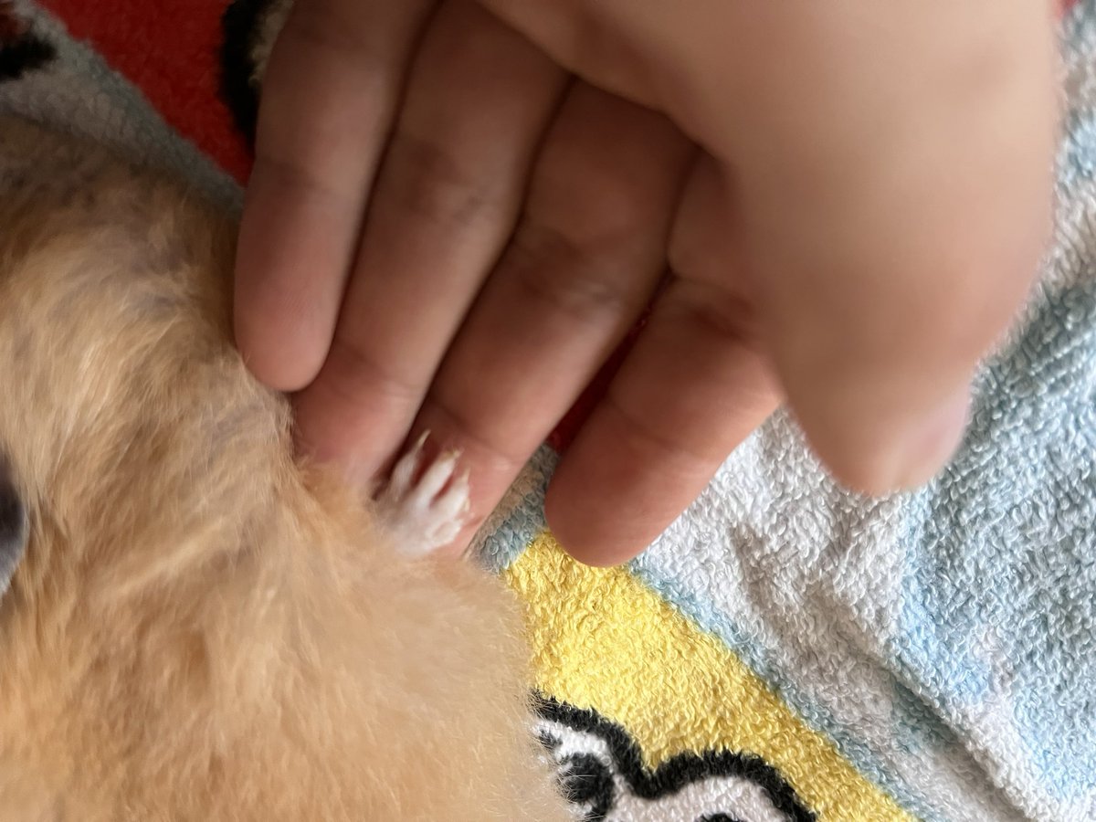 kinchan0323's tweet photo. 15:55頃きんちゃん虹の橋渡りました。

なでなでしながら看取ることができました。
この2年間本当に幸せでした。
強かったです、頑張って頑張って生きてくれました。ありがとう。 https://t.co/0tnUNYGwn4