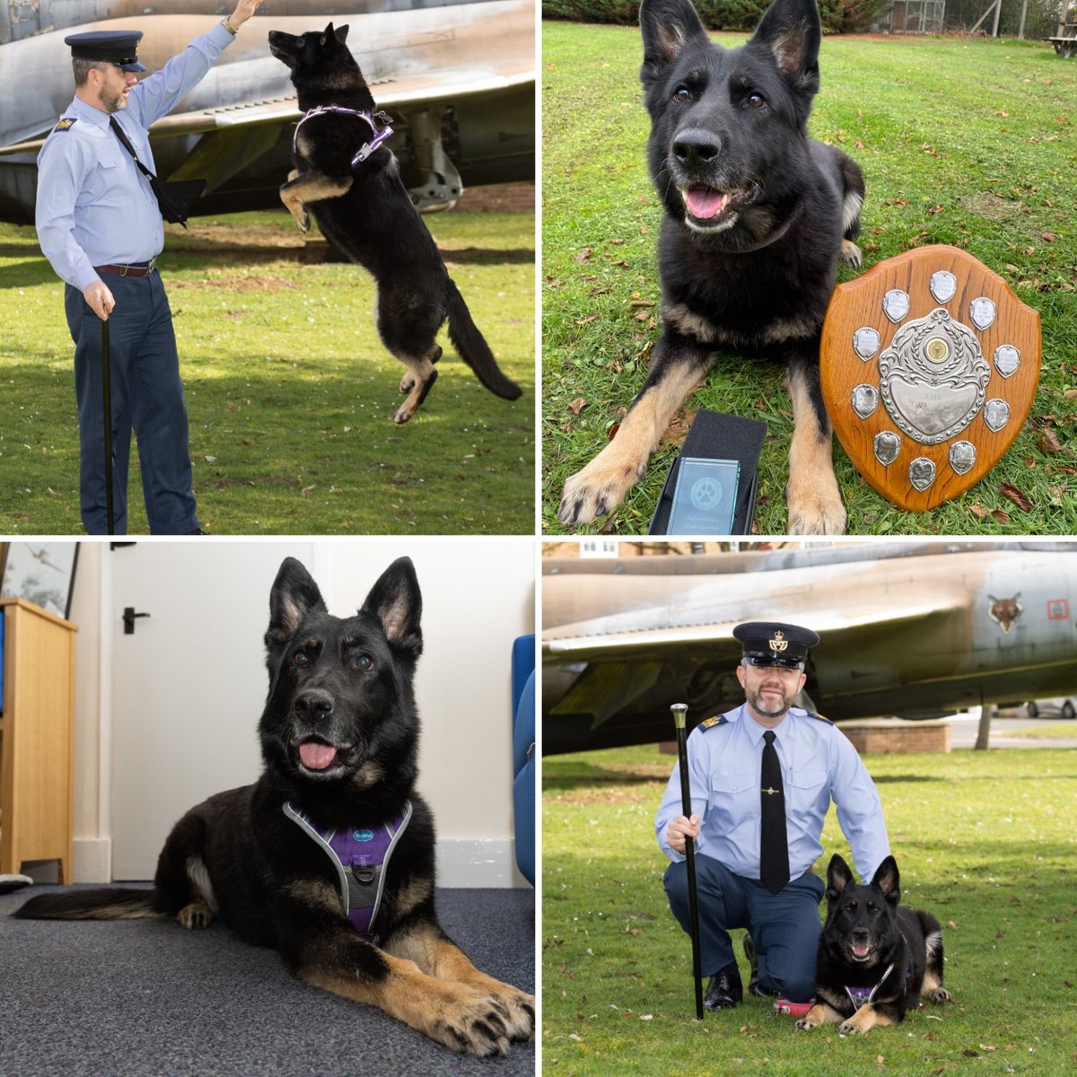 RAFHonington's tweet photo. Make sure you check us out on FB and Instagram where we'll be introducing the four-legged friends that live and work alongside their humans, starting with this pair.. #DogsofHonington https://t.co/fb2bnY0NhN