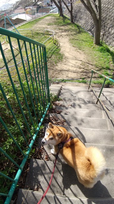 近所の別の公園から。
やはり良いですね、サクラのシーズン。 