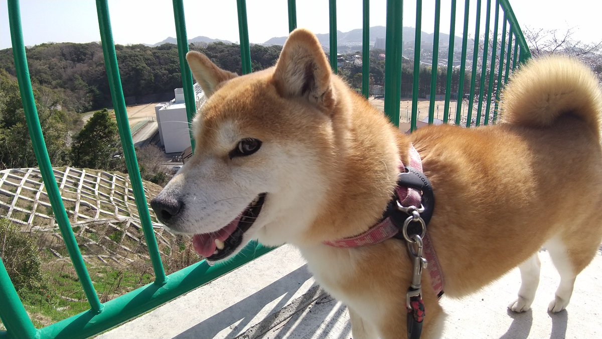 近所の別の公園から。
やはり良いですね、サクラのシーズン。 